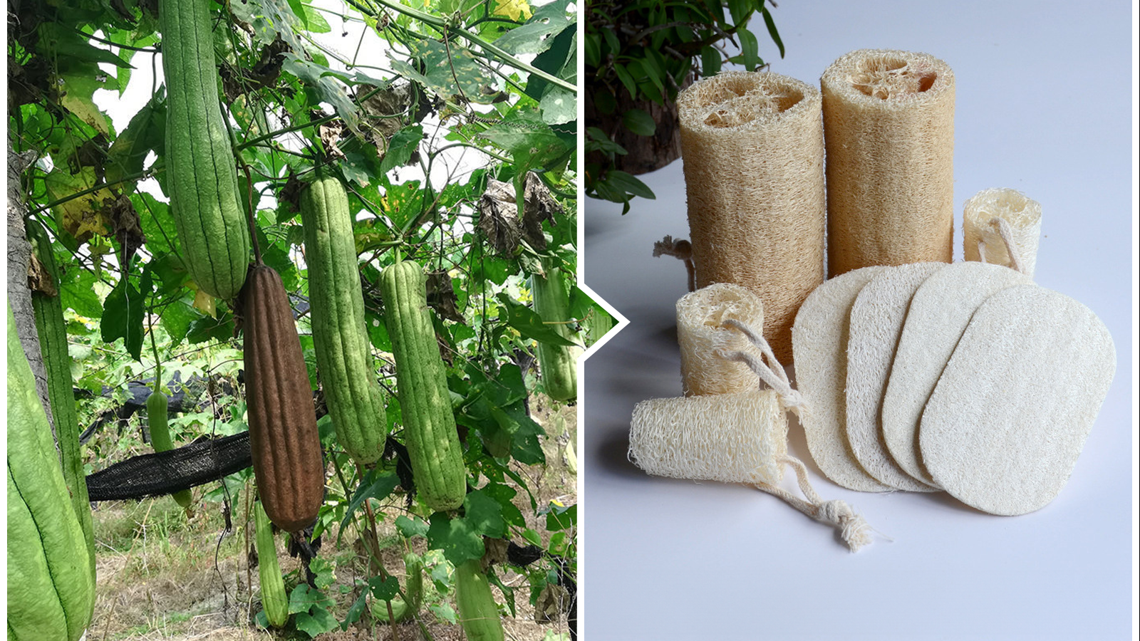 Loofah sponges are made from the fibrous interior of the loofah gourd.