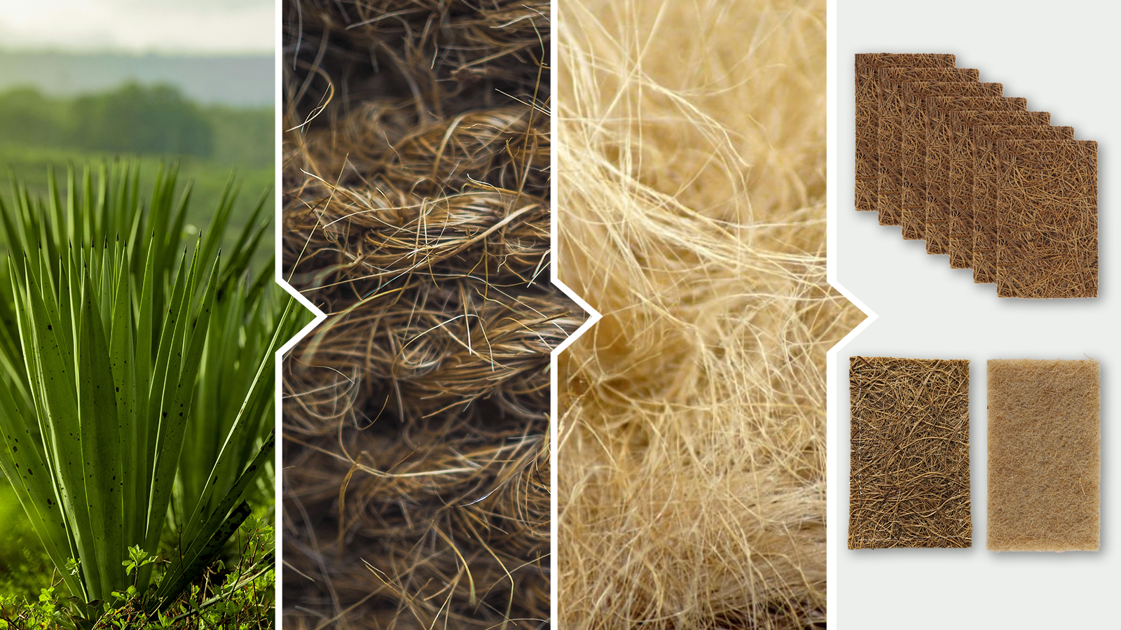 Sisal is a natural fiber extracted from the agave plant.