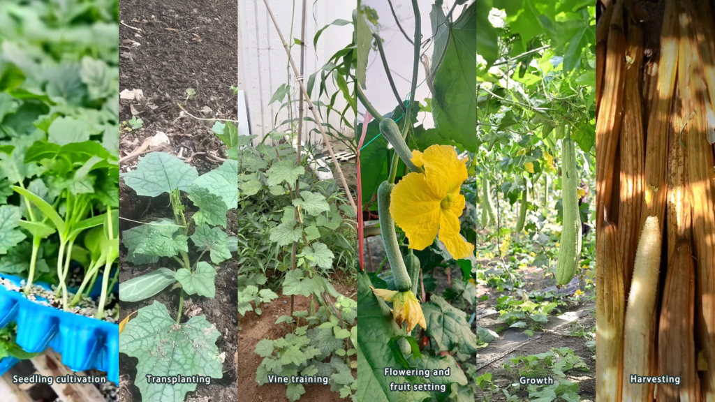 Natural loofah planting