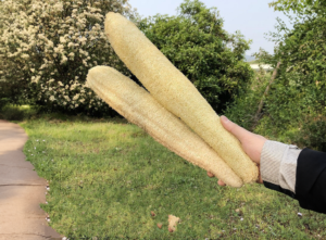 Biodegradable Loofahs